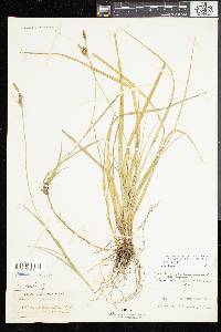 Carex livida image