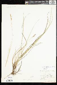 Carex livida image