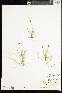 Carex livida image