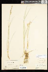 Carex livida image