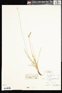 Carex livida image