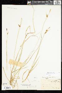 Carex meadii image