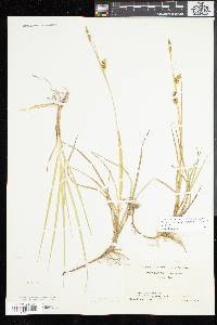 Carex meadii image