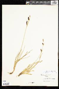 Carex panicea image