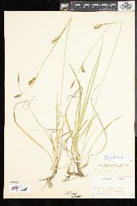 Carex panicea image