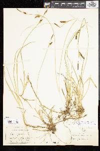 Carex panicea image