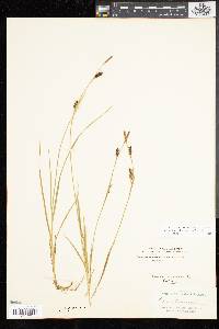 Carex panicea image