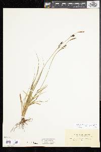 Carex panicea image