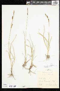 Carex panicea image