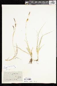 Carex panicea image