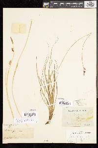 Carex panicea image