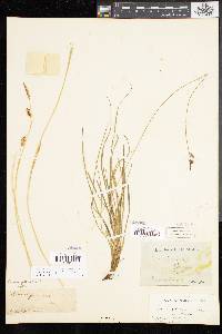 Carex panicea image