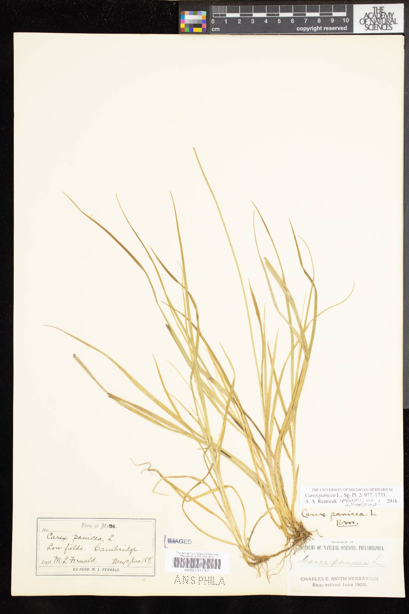 Carex panicea image