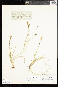 Carex panicea image