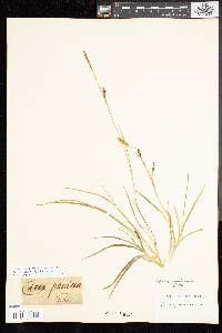 Carex panicea image