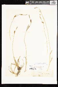 Carex panicea image