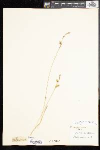 Carex panicea image