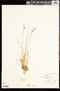 Carex panicea image