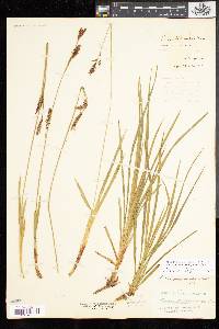 Carex polymorpha image