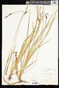 Carex polymorpha image