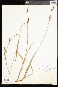 Carex polymorpha image