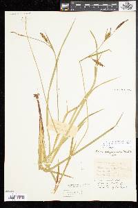 Carex polymorpha image