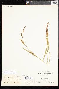 Carex polymorpha image