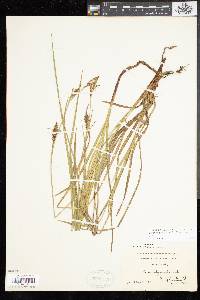 Carex polymorpha image