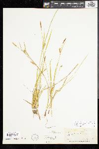 Carex tetanica image