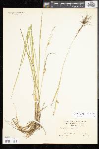 Carex tetanica image