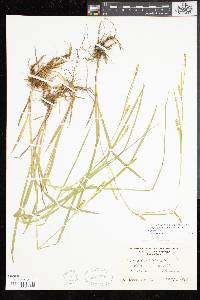 Carex tetanica image