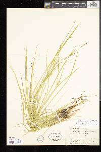 Carex tetanica image