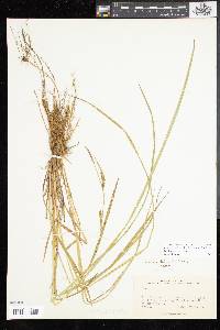 Carex tetanica image