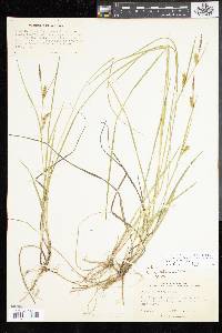 Carex tetanica image