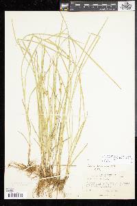 Carex tetanica image