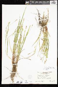 Carex tetanica image