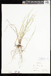 Carex tetanica image