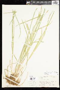 Carex tetanica image