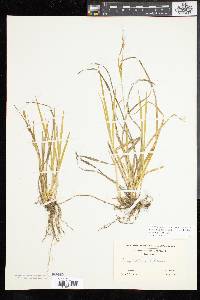 Carex tetanica image