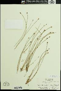 Eleocharis ovata image