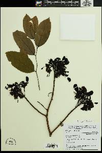 Image of Griffonia physocarpa