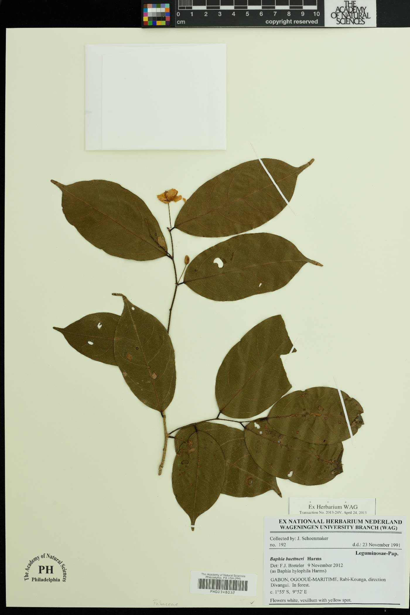 Baphia buettneri image