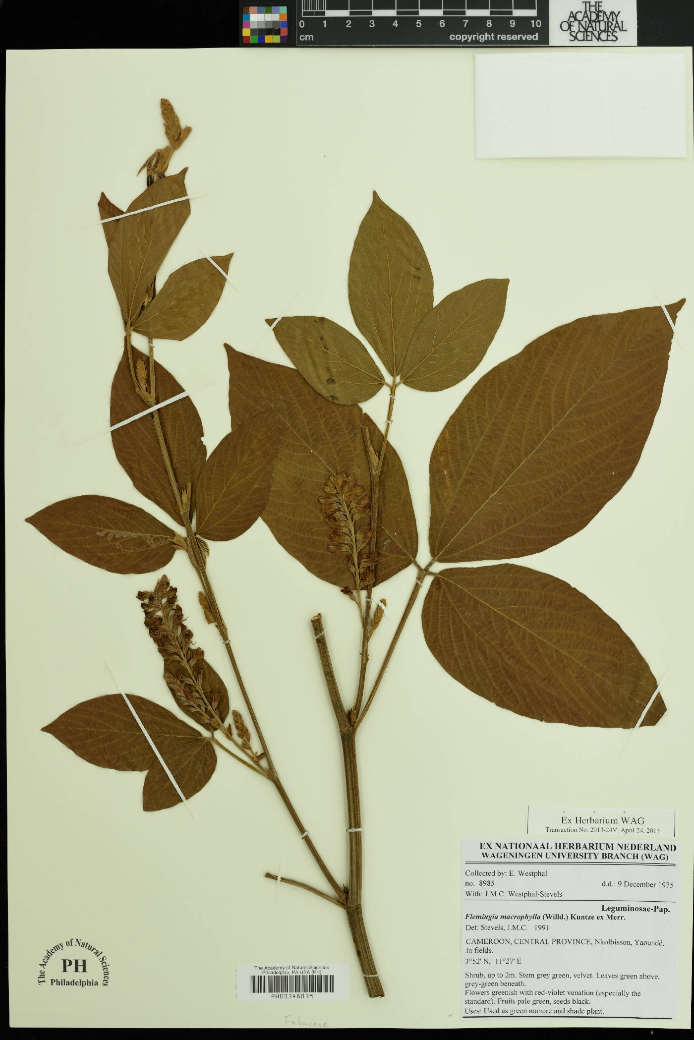 Flemingia macrophylla image