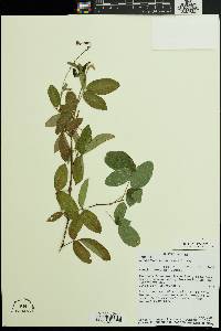 Desmodium sandwicense image