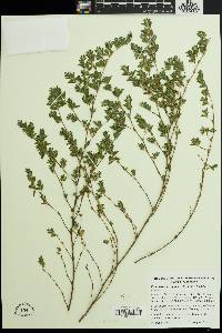 Kummerowia stipulacea image