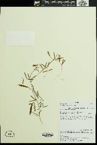 Vicia andicola image