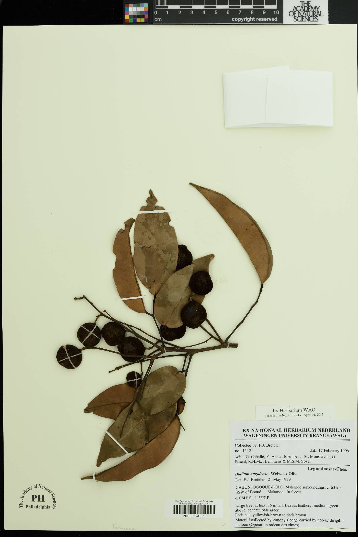 Dialium angolense image