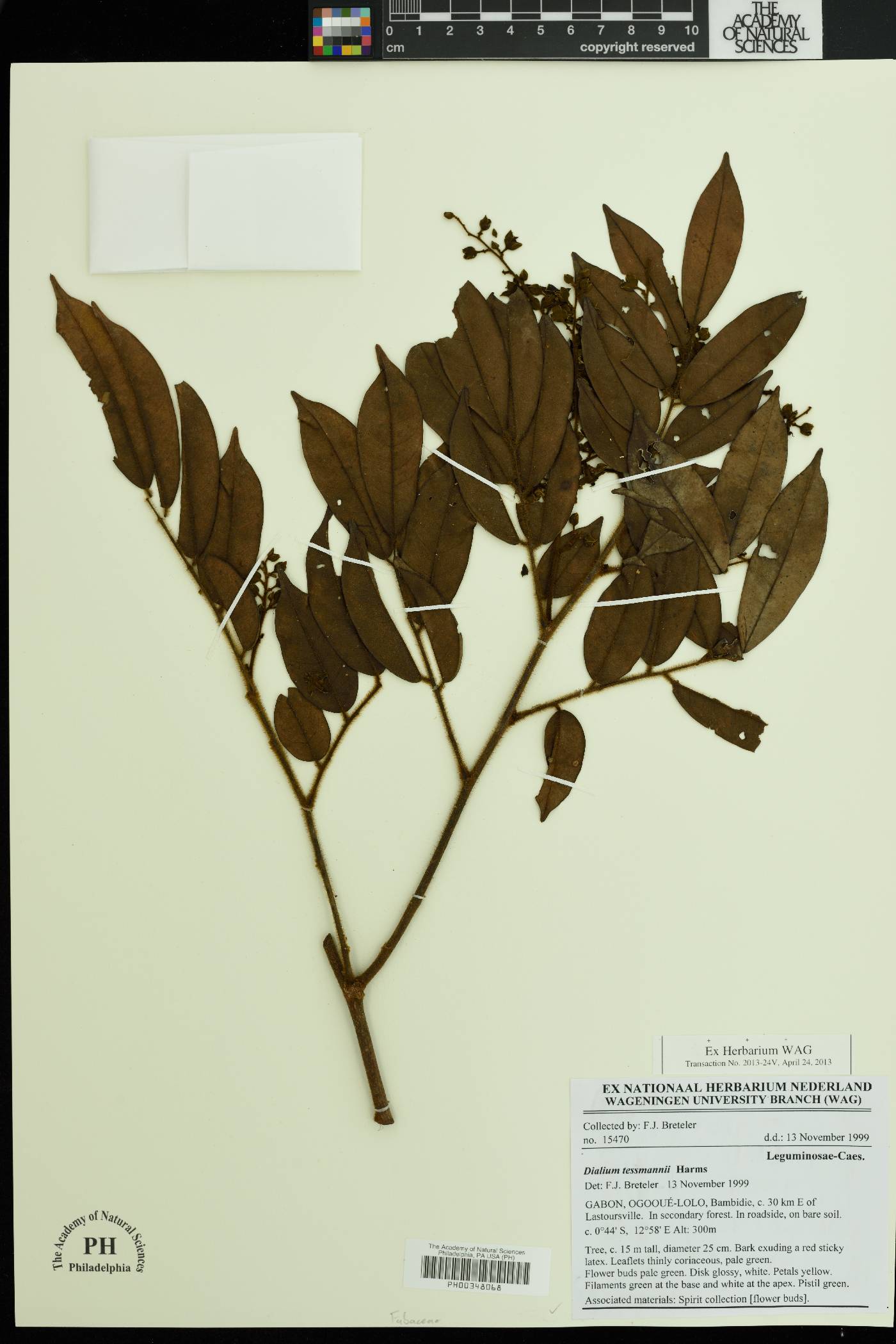 Dialium tessmannii image