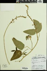 Desmodium uncinatum image