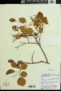 Image of Pterocarpus lucens